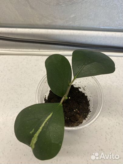 Фикусы сортовые вариегатные коллекционные
