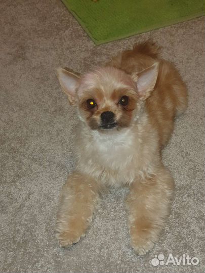 Йорк (золотой йорк)мини стандарт