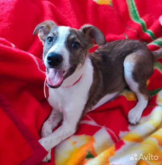 Собака в добрые руки отдам бесплатно щенки