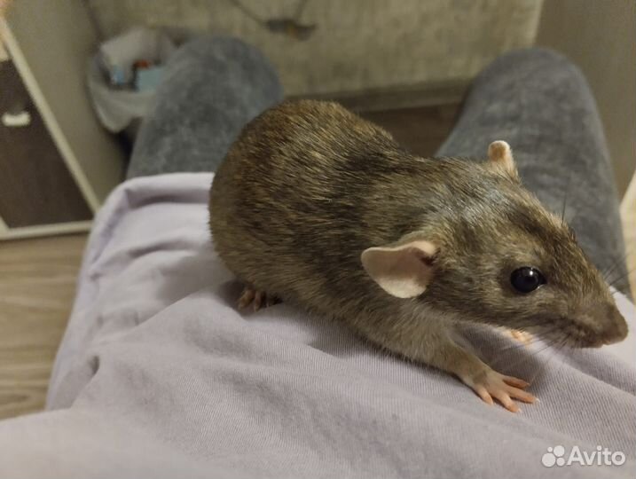 Крыса с клеткой в добрые руки