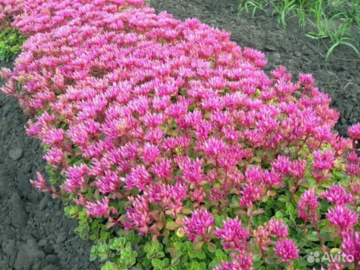 Седум розовый и жёлтый