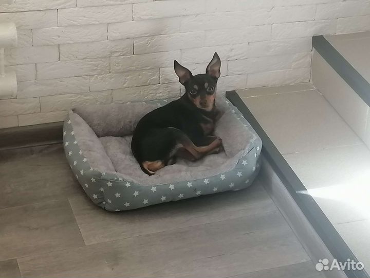 Мини той-терьер