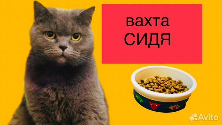 Упаковщик/ца сидя в Тульской области