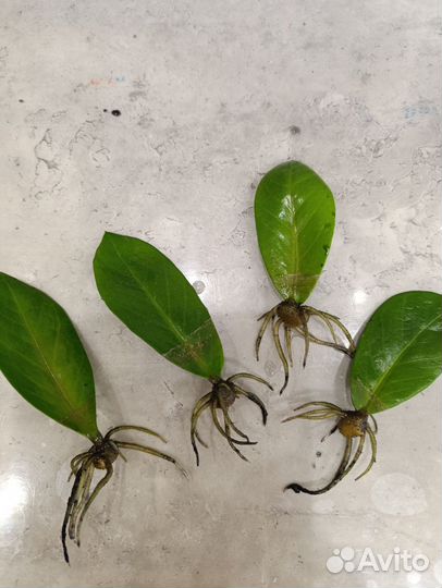 Замиокулькас