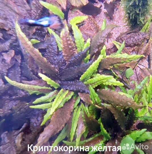 Аквариумные растения