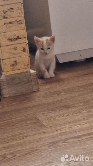 Котятки