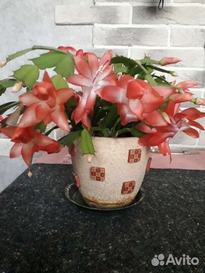 Декабрист шлюмбергера