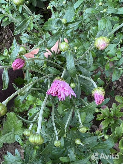 Хризантема розовая ароматная