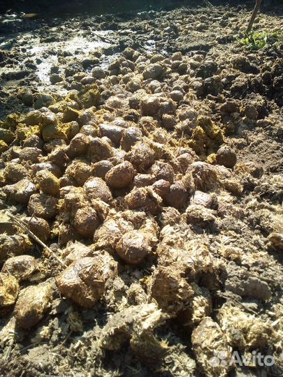 Конский навоз