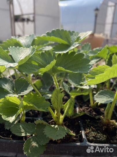 Рассада клубники