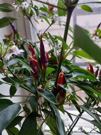 Перец острый домашний