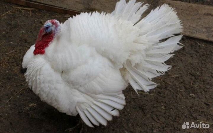 Лучшее инкубационное яйцо из Европы и России