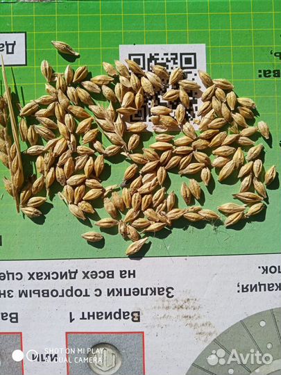 Семена озимого ячменя двурядныйурожайный Германия