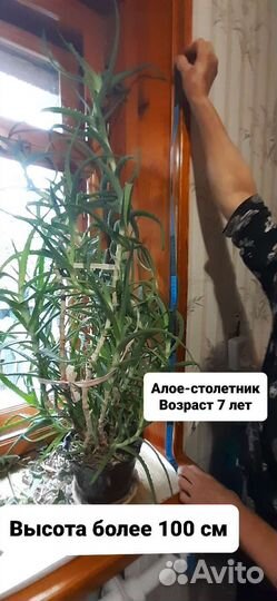 Алоэ лечебный в горшке. Столетник, возраст 7 лет