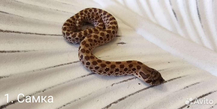 Свиноносый уж