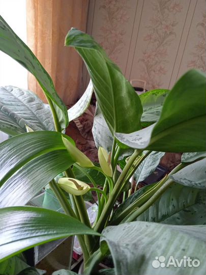 Комнатные цветы