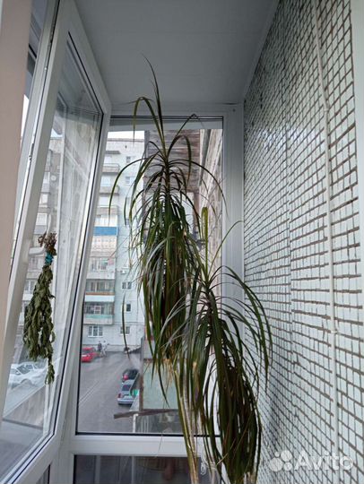 Комнатные цветы драцена