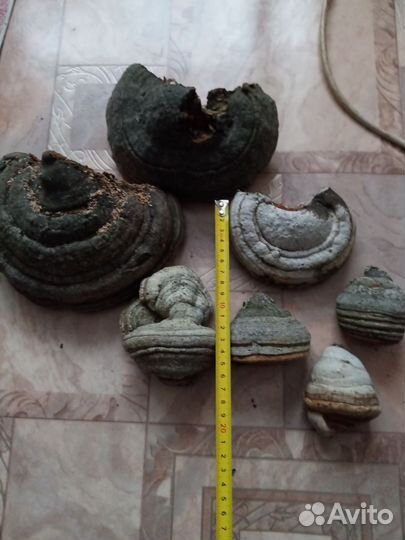 Трутовик для поделок