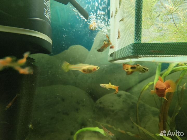 Креветки, мальки гуппи, роголсник, мелании улитки