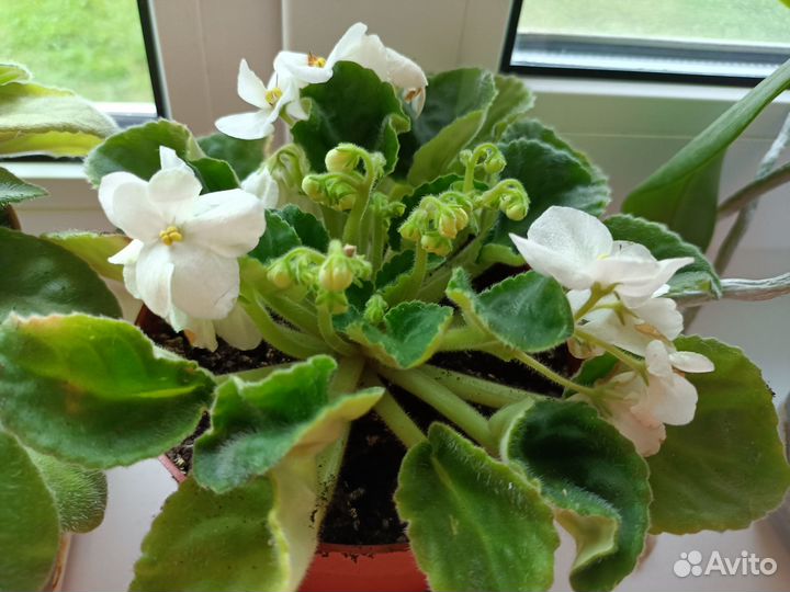 Сортовые фиалки