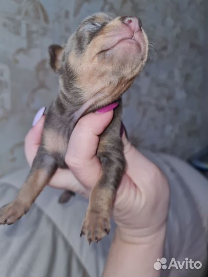 Той-терьер щенки мини