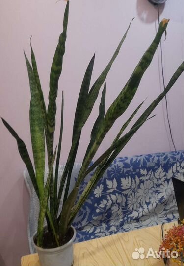 Сансевиерия