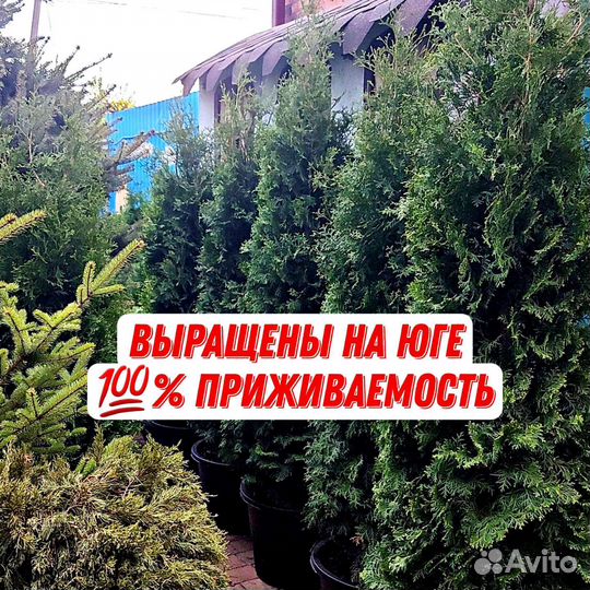 Туи шикарные гарантия доставка посадка