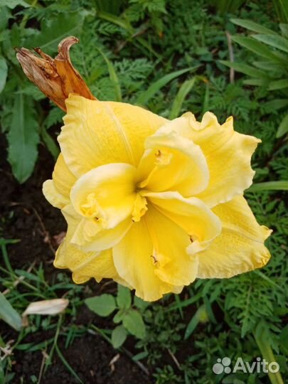 Лилейники сортовые