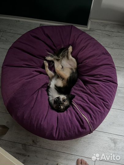 Случка чихуахуа