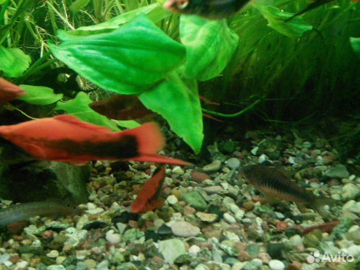 Аквариумные рыбки меченосцы, моллинезии, растения