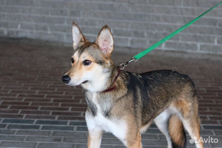 Небольшой Тобби