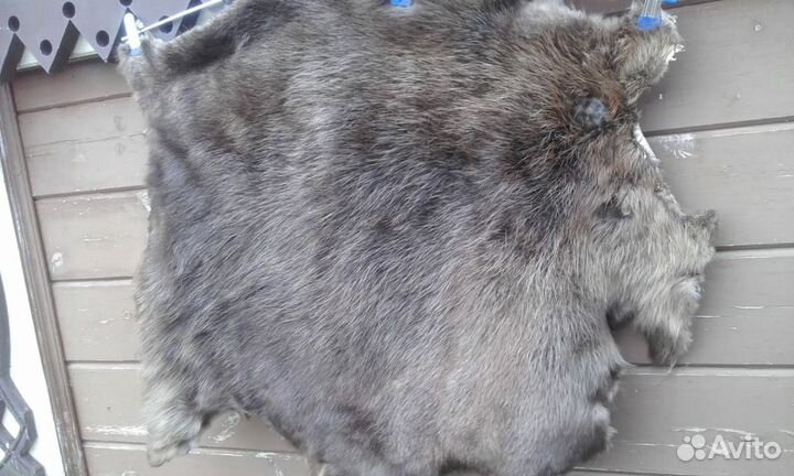 Шкурки дикого животного