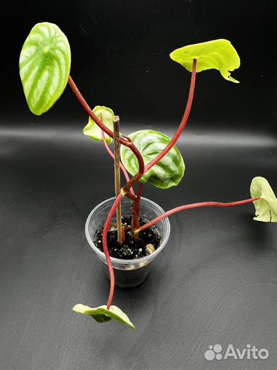 Пеперомия арбузная