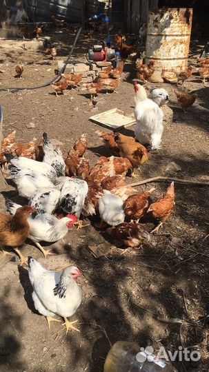 Домашние куриные яйца