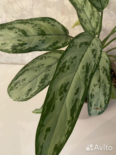 Диффенбахия