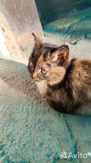 Котенок в добрые руки