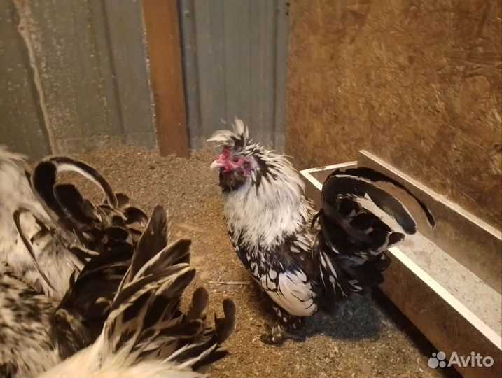 Куры молодки