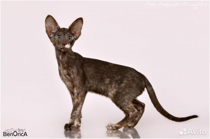 Ориентальные котята