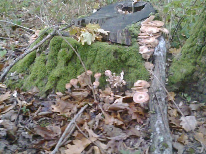 Участок 20 сот. (ИЖС)