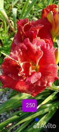 Лилейники, флоксы