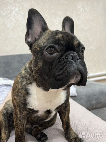 Случка собак