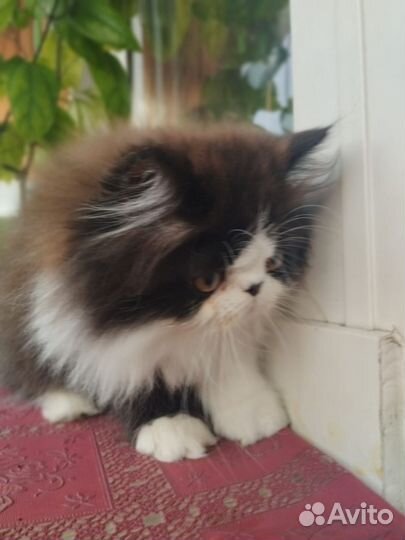 Персидский котенок
