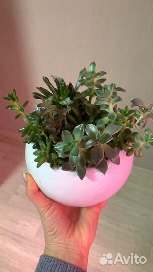 Подарок на свадьбу гостям