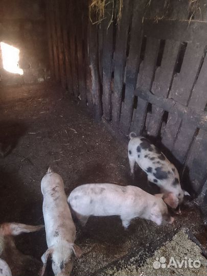 Поросята продам алантраса