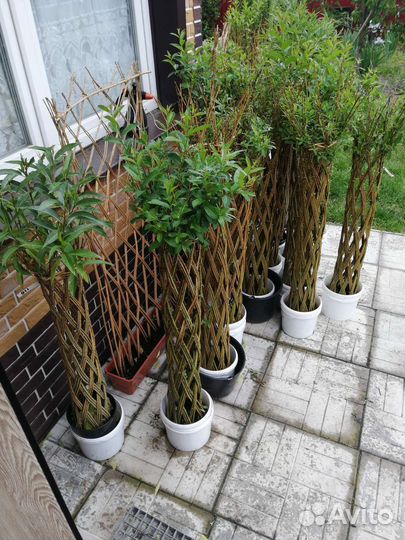 Плетеное дерево, пальма из ивы