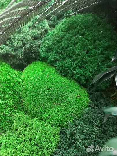 Панно со стабилизированным мхом и растениями