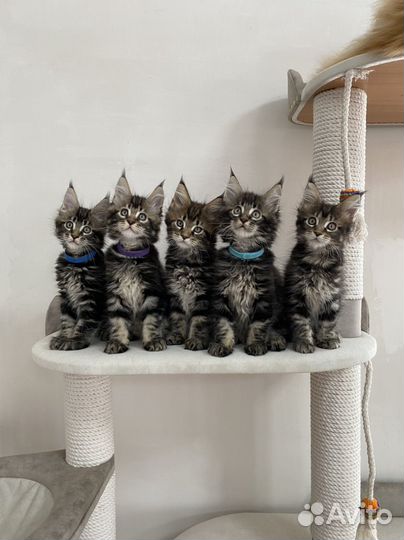 Мейн-кун котята