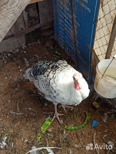 Домашние Индюки