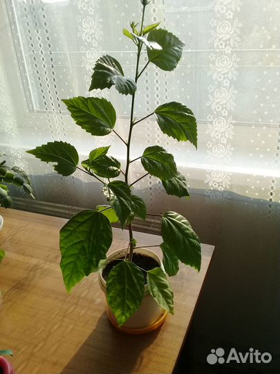 Китайская роза-Гибискус