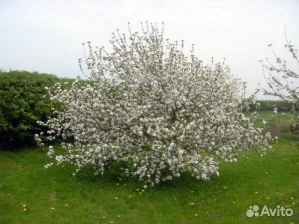 Карликовые яблони